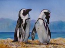 African penguins, Boulders Beach