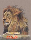 Lion copy