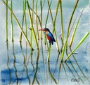Malachite kingfisher for Jamie