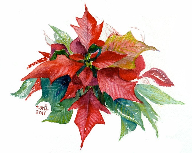Poinsettia
