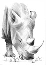 Rhino